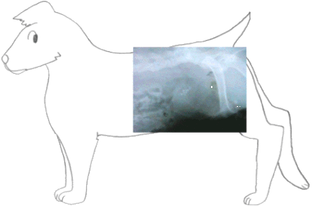 Dog treats for calcium oxalate stones hot sale